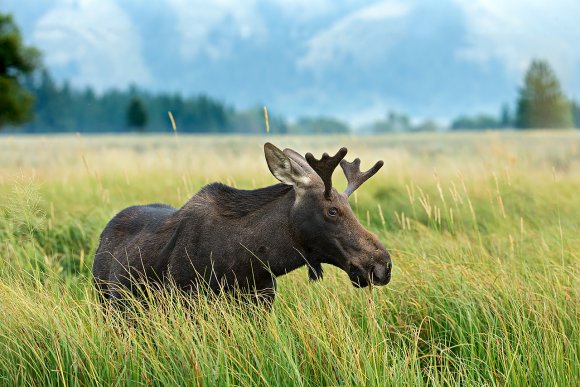 Alce - Moose (Alces alces)