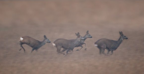 Capriolo - European roe deer (Capreolus capreolus)