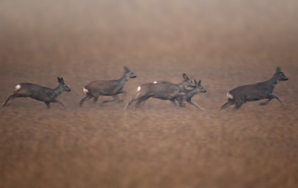 Capriolo - European roe deer (Capreolus capreolus)