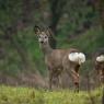 Capriolo - European roe deer (Capreolus capreolus)