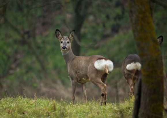 Capriolo - European roe deer (Capreolus capreolus)