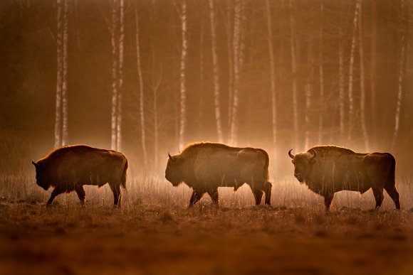 Bisonte europeo - European bison (Bison bonasia)