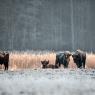 Bisonte europeo - European bison (Bison bonasia)