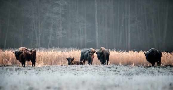 Bisonte europeo - European bison (Bison bonasia)