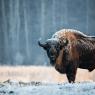 Bisonte europeo - European bison (Bison bonasia)