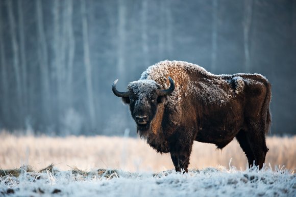 Bisonte europeo - European bison (Bison bonasia)