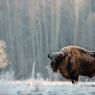 Bisonte europeo - European bison (Bison bonasia)