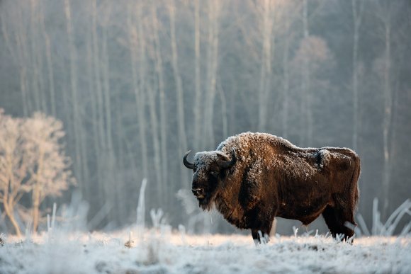 Bisonte europeo - European bison (Bison bonasia)