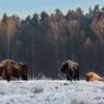 Bisonte europeo - European bison (Bison bonasia)