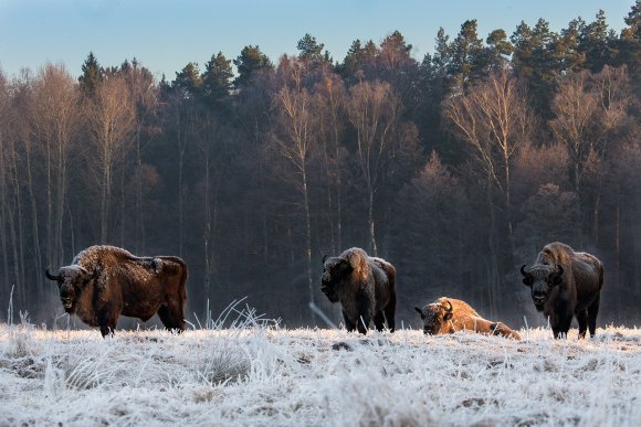 Bisonte europeo - European bison (Bison bonasia)