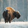 Bisonte europeo - European bison (Bison bonasia)