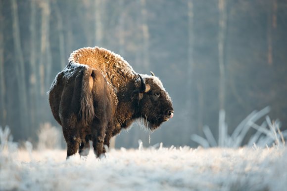 Bisonte europeo - European bison (Bison bonasia)