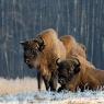 Bisonte europeo - European bison (Bison bonasia)