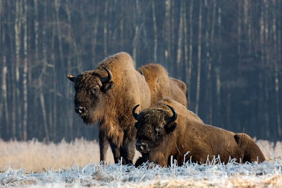 Bisonte europeo - European bison (Bison bonasia)