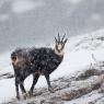 Camoscio - Chamois (Rupicapra rupicapra)