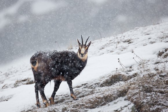 Camoscio - Chamois (Rupicapra rupicapra)