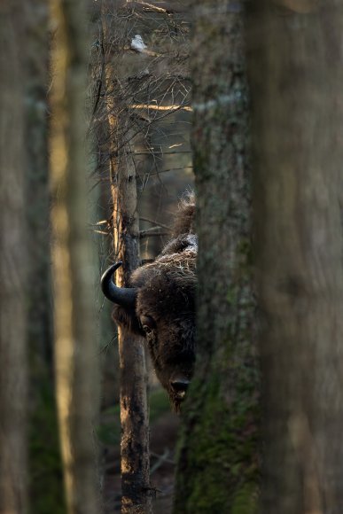 Bisonte europeo - European bison (Bison bonasia)