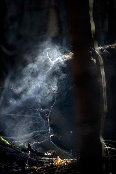 Bisonte europeo - European bison (Bison bonasia)