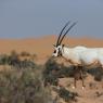 Orice d'Arabia - Arabian orix (Oryx leucoryx)