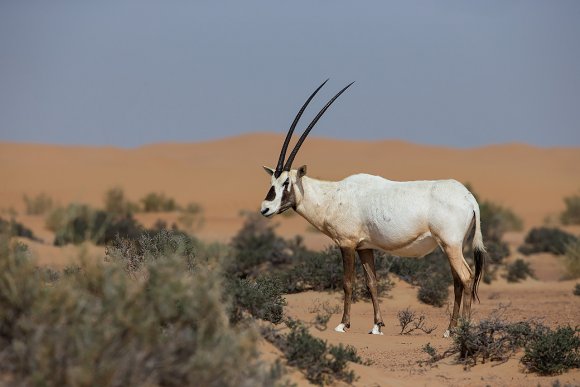 Orice d'Arabia - Arabian orix (Oryx leucoryx)
