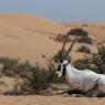 Orice d'Arabia - Arabian orix (Oryx leucoryx)