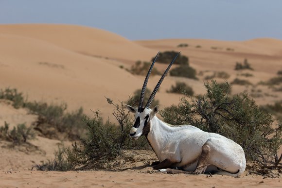 Orice d'Arabia - Arabian orix (Oryx leucoryx)