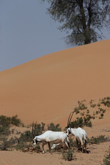 Orice d'Arabia - Arabian orix (Oryx leucoryx)