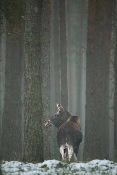 Alce europeo - Moose (Alces alces bedfordiae) 