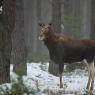 Alce europeo - Moose (Alces alces bedfordiae) 