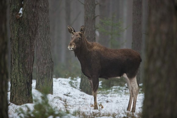 Alce europeo - Moose (Alces alces bedfordiae) 