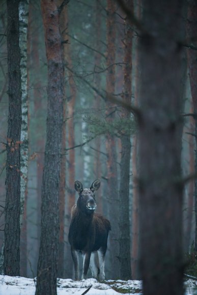 Alce europeo - Moose (Alces alces bedfordiae) 