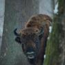 Bisonte europeo - European bison (Bison bonasia)