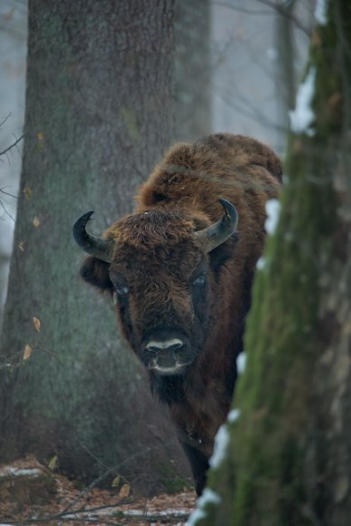 Bisonte europeo - European bison (Bison bonasia)