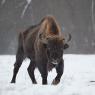 Bisonte europeo - European bison (Bison bonasia)