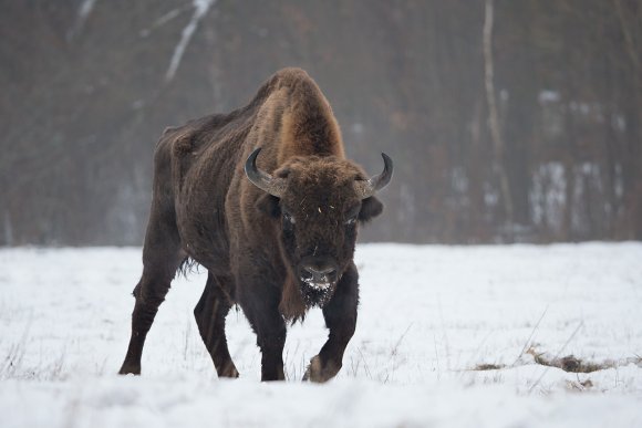 Bisonte europeo - European bison (Bison bonasia)