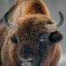 Bisonte europeo - European bison (Bison bonasia)