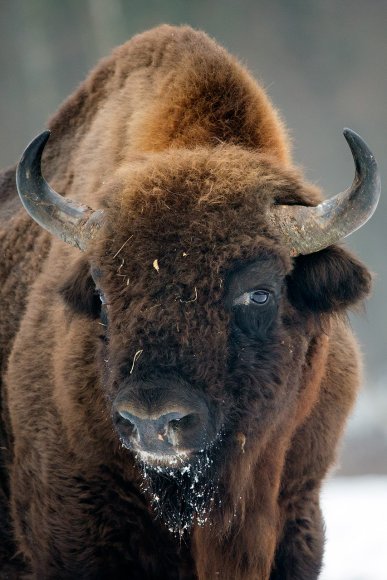 Bisonte europeo - European bison (Bison bonasia)