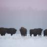 Bisonte europeo - European bison (Bison bonasia)