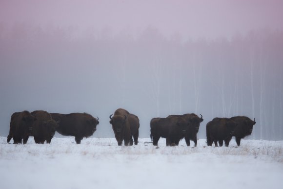 Bisonte europeo - European bison (Bison bonasia)