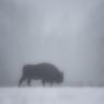 Bisonte europeo - European bison (Bison bonasia)