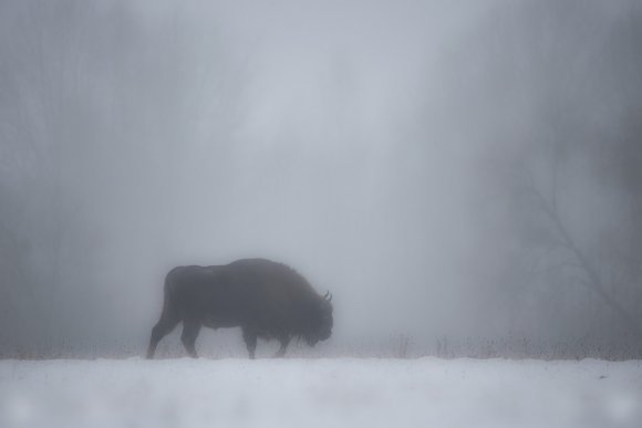 Bisonte europeo - European bison (Bison bonasia)