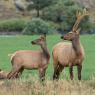 Cervo mulo - Mule deer (Odocoileus hemionus)