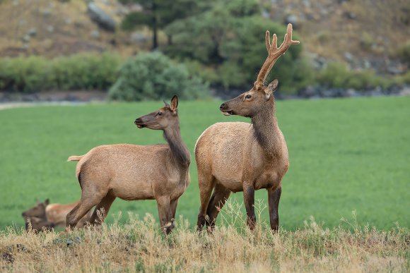 Cervo mulo - Mule deer (Odocoileus hemionus)