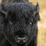 Bisonte - American bison (Bison bison)