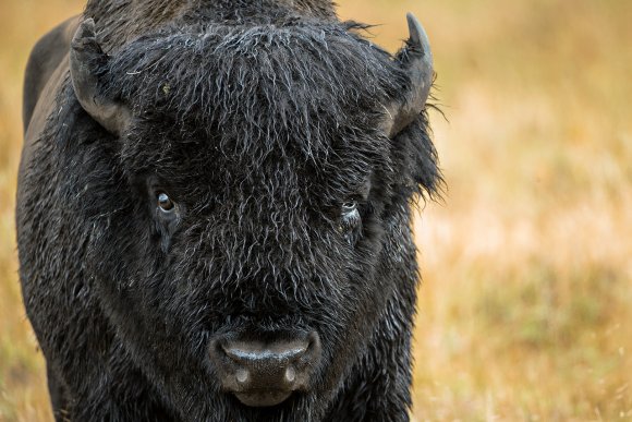 Bisonte - American bison (Bison bison)