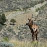 Cervo mulo - Mule deer (Odocoileus hemionus)