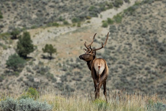 Cervo mulo - Mule deer (Odocoileus hemionus)