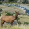 Cervo mulo - Mule deer (Odocoileus hemionus)