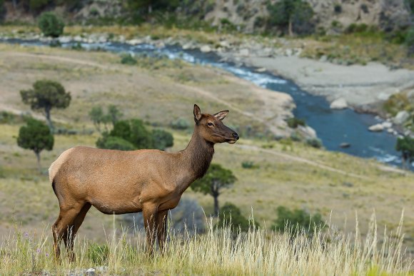 Cervo mulo - Mule deer (Odocoileus hemionus)