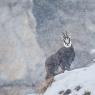 Camoscio - Chamois (Rupicapra rupicapra)